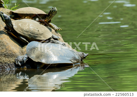 Supon烏龜營養補品罐烹調成份 22560513