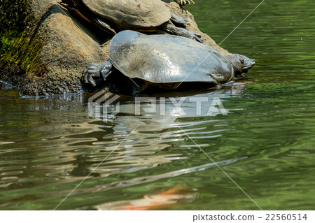 Supon Turtle nutrition tonic pot cooking ingredients 22560514