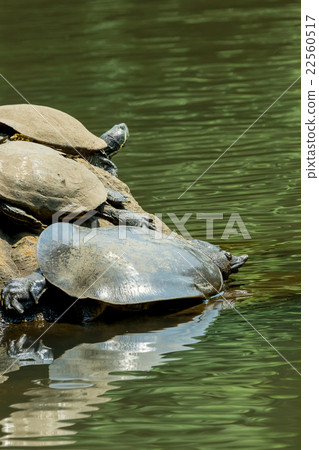 Supon烏龜營養補品罐烹調成份 22560517