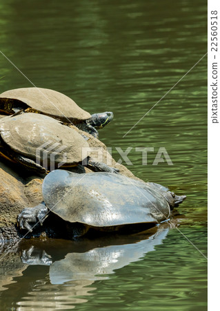 Supon Turtle nutrition tonic pot cooking ingredients 22560518