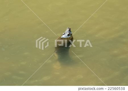 Supon Turtle nutrition tonic pot cooking ingredients 22560538