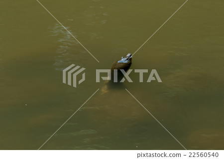 Supon Turtle nutrition tonic pot cooking ingredients 22560540