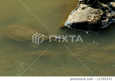 Supon Turtle nutrition tonic pot cooking ingredients 22560541