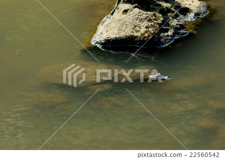 Supon Turtle nutrition tonic pot cooking ingredients 22560542