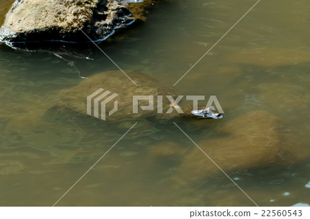 Supon Turtle nutrition tonic pot cooking ingredients 22560543