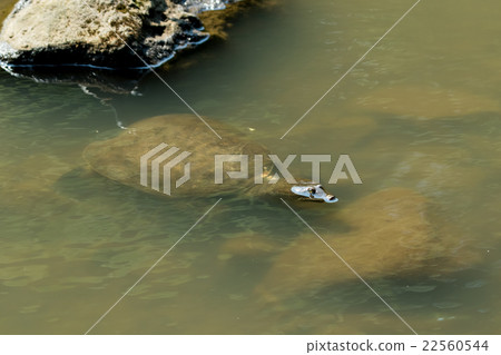 Supon Turtle nutrition tonic pot cooking ingredients 22560544