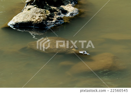 Supon Turtle nutrition tonic pot cooking ingredients 22560545