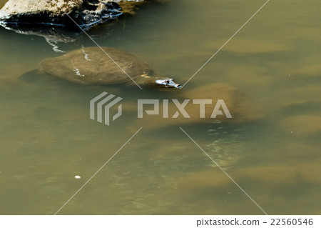 Supon Turtle nutrition tonic pot cooking ingredients 22560546