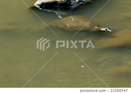 Supon Turtle nutrition tonic pot cooking ingredients 22560547