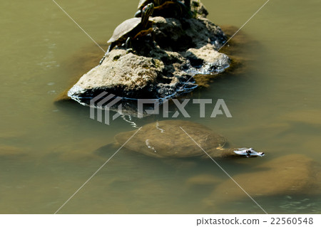 Supon Turtle nutrition tonic pot cooking ingredients 22560548