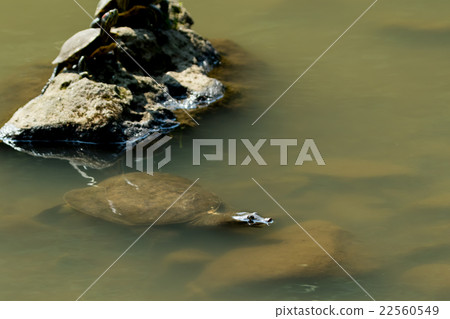 Supon Turtle nutrition tonic pot cooking ingredients 22560549