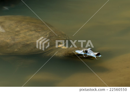 Supon Turtle nutrition tonic pot cooking ingredients 22560550