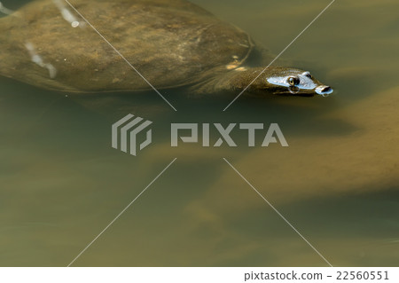 Supon Turtle nutrition tonic pot cooking ingredients 22560551