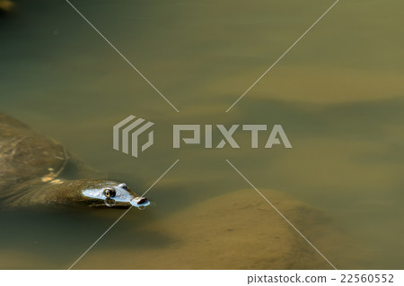 Supon Turtle nutrition tonic pot cooking ingredients 22560552