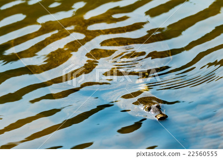 Supon Turtle nutrition tonic pot cooking ingredients 22560555