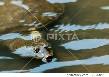 Supon Turtle nutrition tonic pot cooking ingredients 22560558