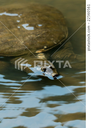 Supon Turtle nutrition tonic pot cooking ingredients 22560561