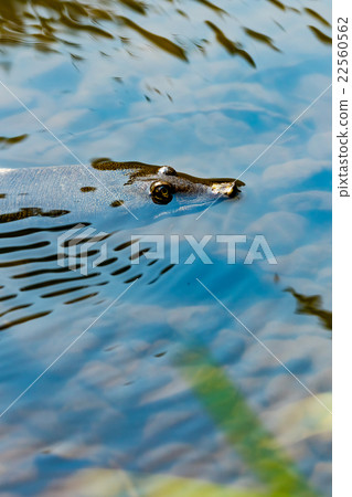 Supon Turtle nutrition tonic pot cooking ingredients 22560562