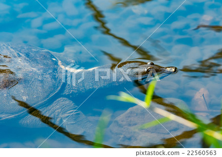 Supon Turtle nutrition tonic pot cooking ingredients 22560563