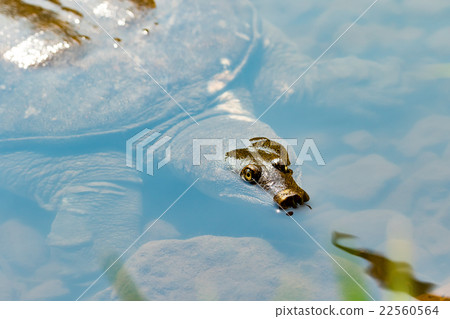 Supon Turtle nutrition tonic pot cooking ingredients 22560564