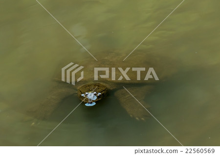 Supon Turtle nutrition tonic pot cooking ingredients 22560569