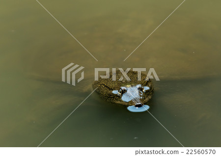 Supon Turtle nutrition tonic pot cooking ingredients 22560570