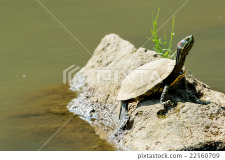 Green turtle Mississippi red turtle 22560709
