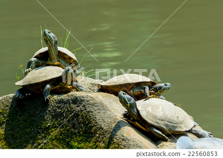 Green turtle Mississippi red turtle outpattern alien species alien species 22560853