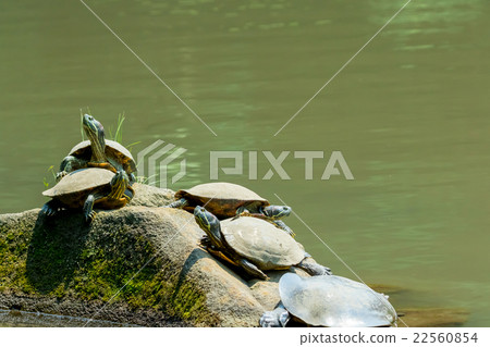 Green turtle Mississippi red turtle outpattern alien species alien species 22560854