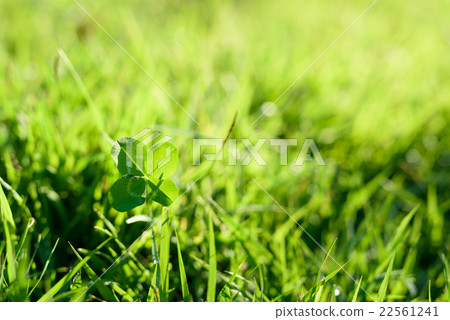 幸運四葉三葉草出色地在新鮮的綠色草坪上 22561241