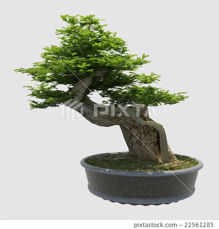 3D Illustration Bonsai Tree Isolated On White 3D Illustration Bonsai Tree Isolated On White 22561285