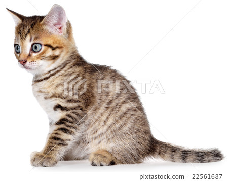 Shorthair brindled kitten 22561687
