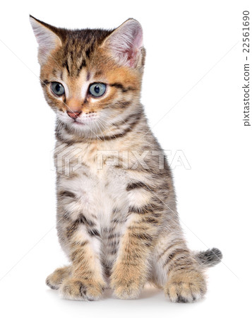 Shorthair brindled kitten 22561690