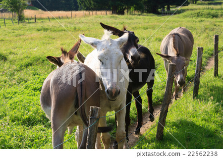 Donkeys Donkeys 22562238