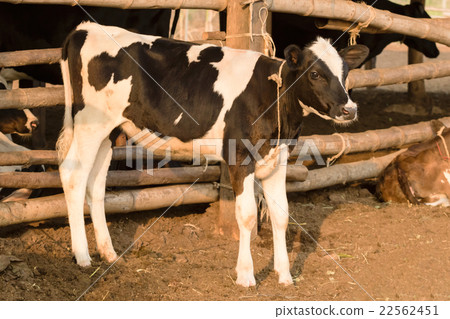 portrait of young black and white cow in farm portrait of young black and white cow in farm 22562451