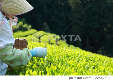 Tea picking Senior work Tea field Terada field (green tea Shizuoka Japanese tea new tea picking sprout spring, summer catechin) 22562498