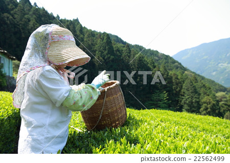 Tea picking Senior work Tea field Terada field (green tea Shizuoka Japanese tea new tea picking sprout spring, summer catechin) Tea picking Senior work Tea field Terada field (green tea Shizuoka Japanese tea new tea picking sprout spring, summer catechin) 22562499