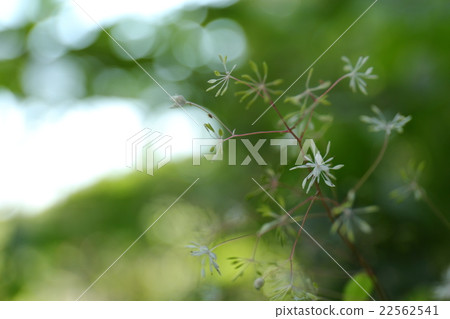 Endangered plant Kogome larch extinction crisis II (VU) 22562541