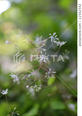Endangered plant Kogome larch extinction crisis II (VU) 22562542
