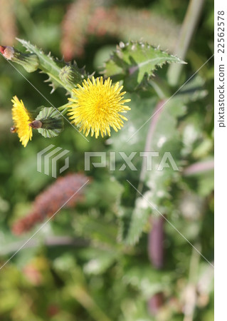Onionogi 02 Onionogi 02 22562578
