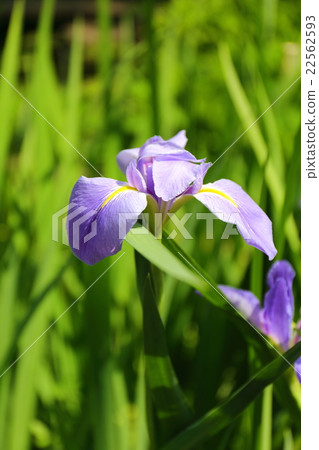 Iris · olecrea flower 22562593