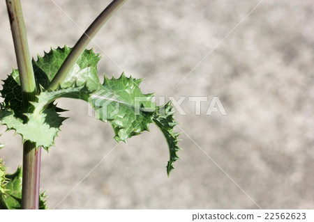 Onion leaves leaves 01 Onion leaves leaves 01 22562623