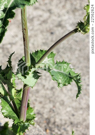 Onion leaves leaves 02 Onion leaves leaves 02 22562624