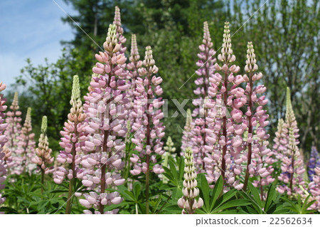  Lupine 22562634