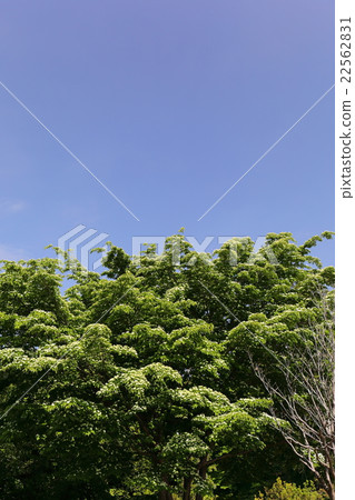 Landscape with Yamabashi Landscape with Yamabashi 22562831