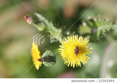 Awesome beetle and onion gush 01 22562844