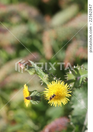 The freshwater beetle and the onion gush 04 22562847