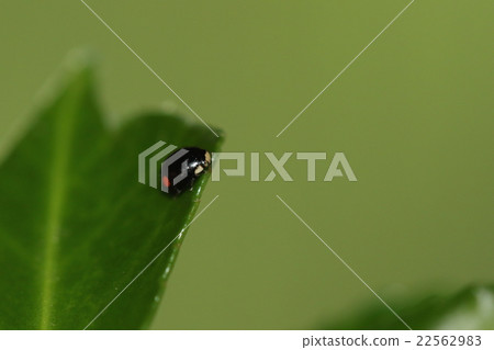 它似乎是生物昆蟲lidhoe茶壺,konara帝王蟹的天敵。這對園丁來說是一個安心的盟友 它似乎是生物昆蟲lidhoe茶壺,konara帝王蟹的天敵。這對園丁來說是一個安心的盟友 22562983