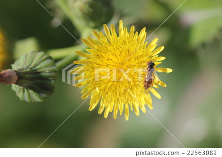 Tsuya Hirata and Ainonoge 03 22563081