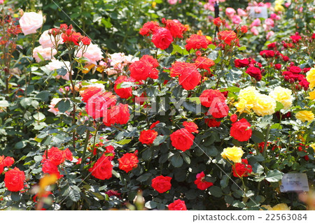 Roses Roses 22563084